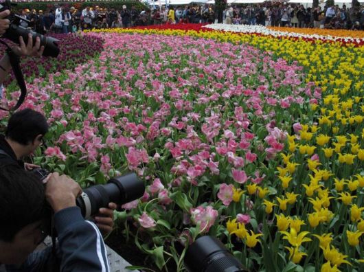 The Hong Kong Flower Show