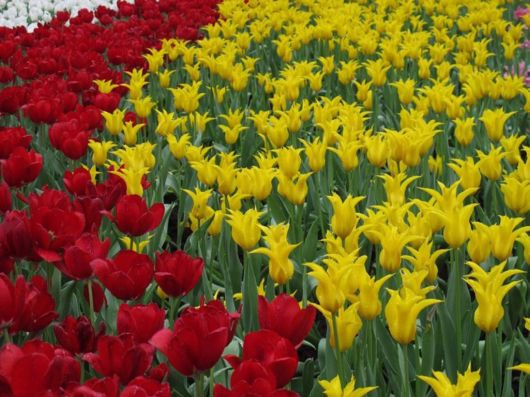 The Hong Kong Flower Show