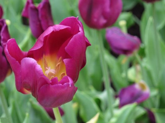 The Hong Kong Flower Show