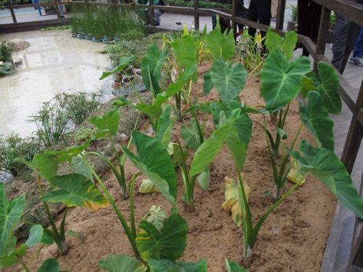 The Hong Kong Flower Show