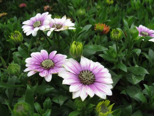 The Hong Kong Flower Show