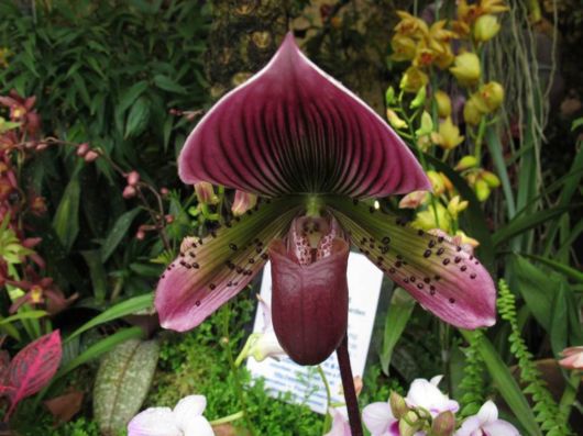 The Hong Kong Flower Show