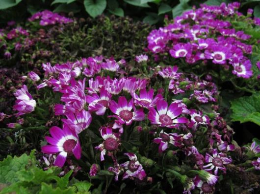 The Hong Kong Flower Show