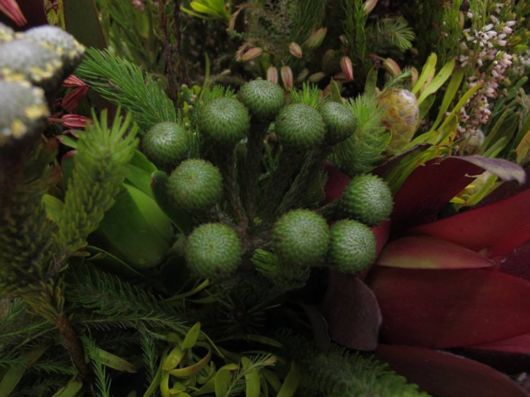 The Hong Kong Flower Show