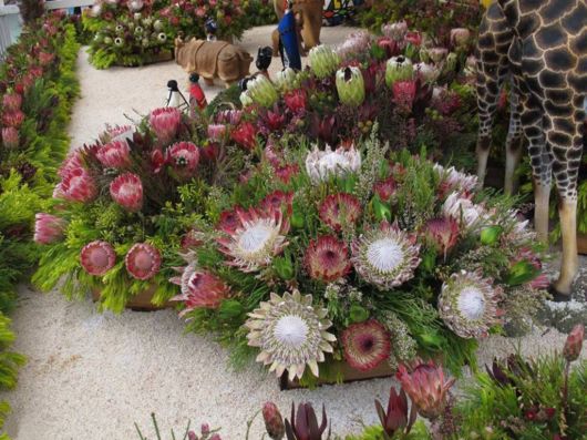 The Hong Kong Flower Show