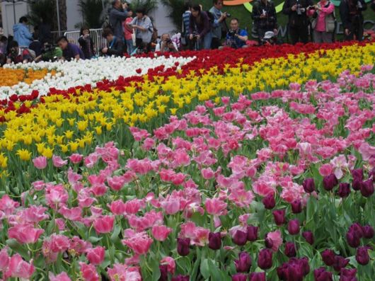 The Hong Kong Flower Show