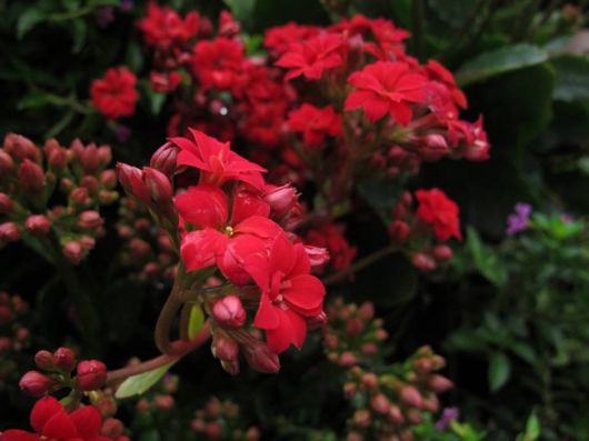 The Hong Kong Flower Show