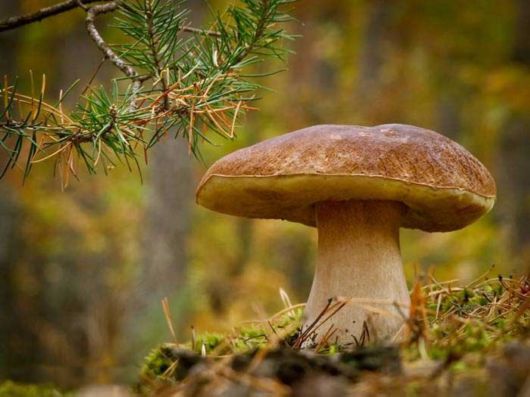 Stunning Macro Photography