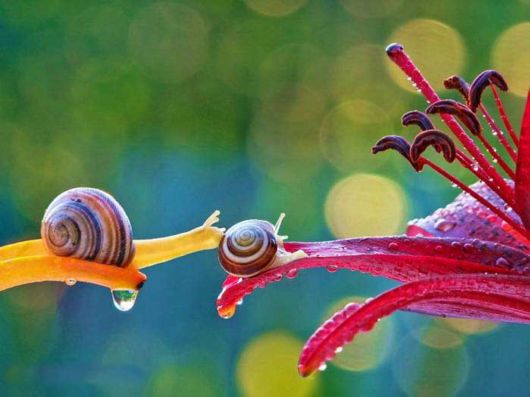Stunning Macro Photography