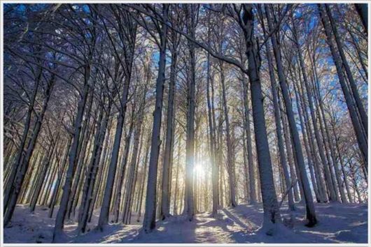 Magnificent Snowy Landscapes Shots