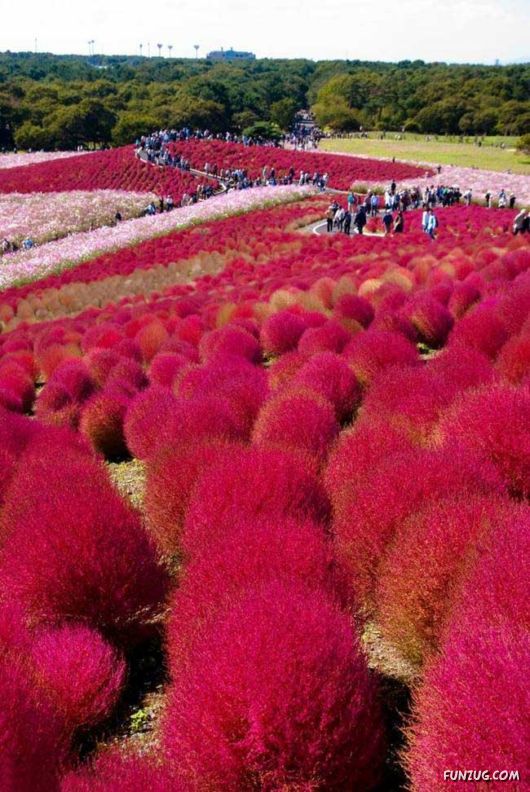 Beautiful Red Kohii In Japan