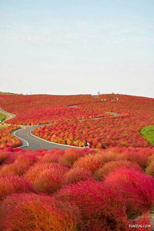 Beautiful Red Kohii In Japan
