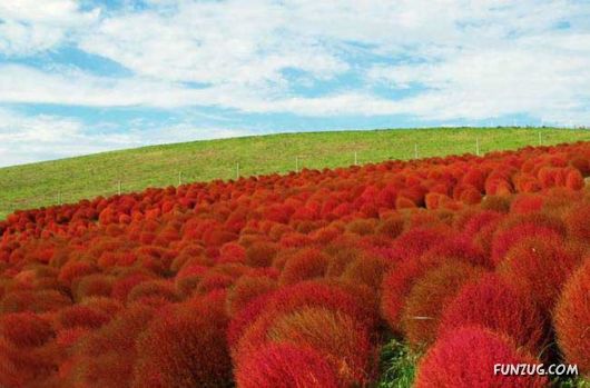 Beautiful Red Kohii In Japan