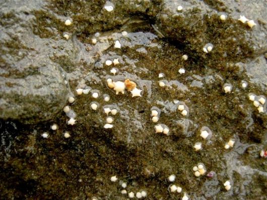 The Beach With Star Shaped Sand Grains
