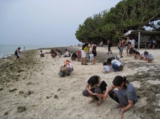 The Beach With Star Shaped Sand Grains