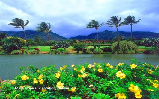 A Beautiful Trip To Hawaii