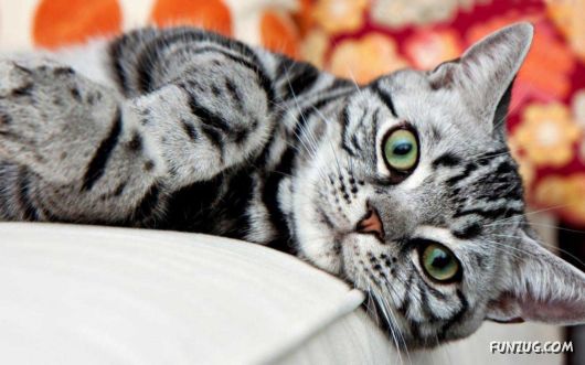 Click to Enlarge - Cutest Cats Wallpapers