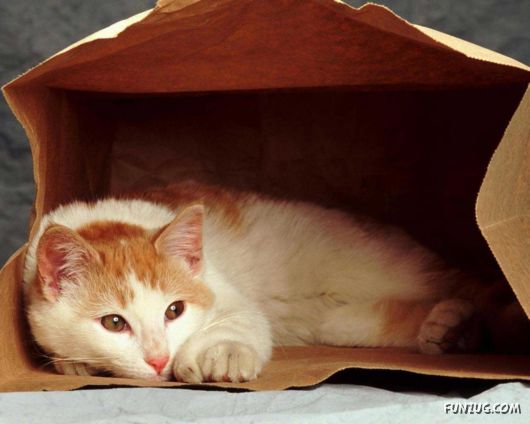 Click to Enlarge - Cutest Cats Wallpapers