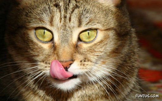 Click to Enlarge - Cutest Cats Wallpapers