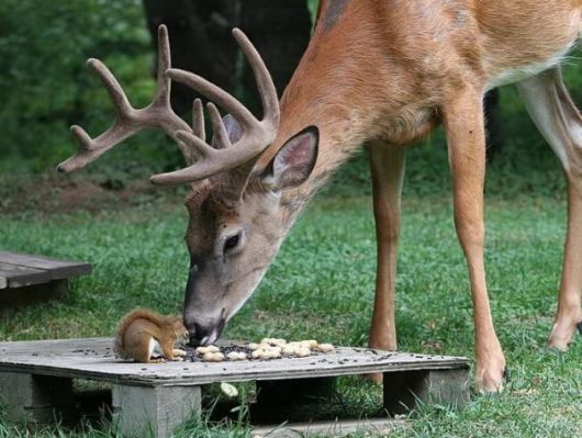 Beautiful Deer Photography