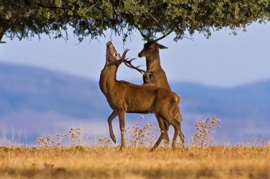 Beautiful Deer Photography