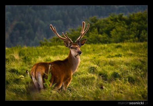 Beautiful Deer Photography