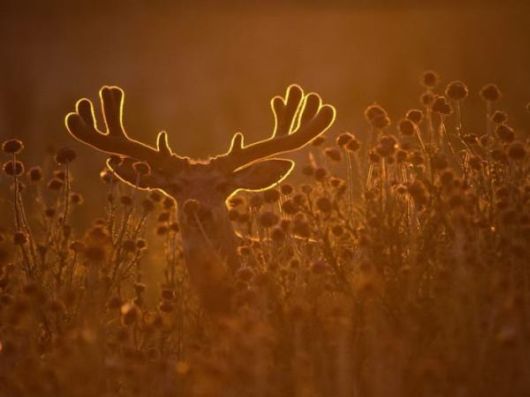 Beautiful Deer Photography