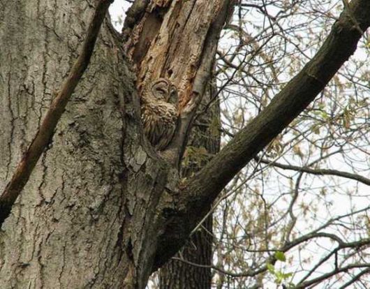 Stunning Photos Of Camouflaged Owls