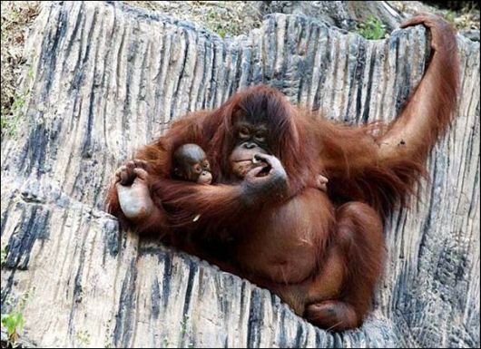 Cute Animals Snaps of The Day