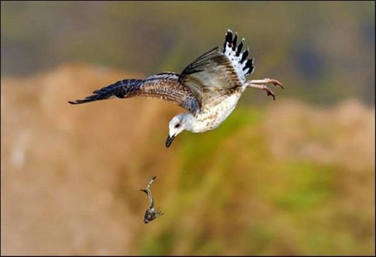 Cute Animals Snaps of The Day