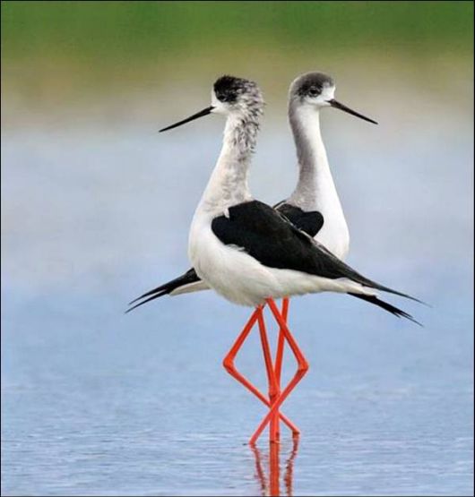 Cute Animals Snaps of The Day