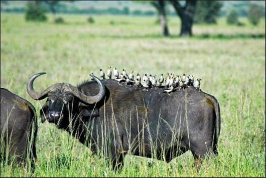 Cute Animals Snaps of The Day