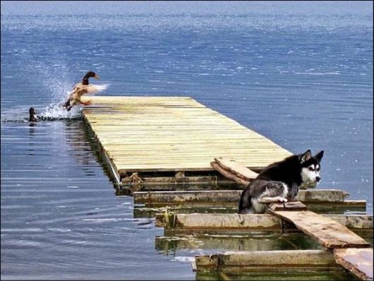 Cute Animals Snaps of The Day