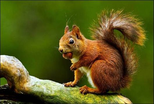 Cute Animals Snaps of The Day