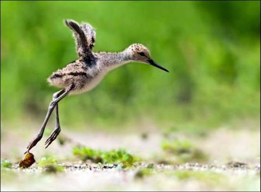 Cute Animals Snaps of The Day