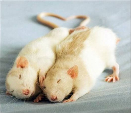 Cute Animals Snaps of The Day