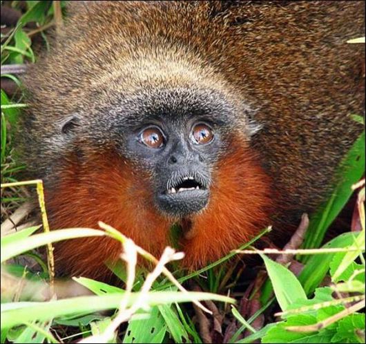 Cute Animals Snaps of The Day