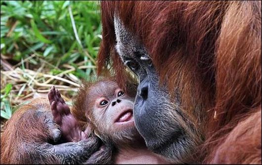 Cute Animals Snaps of The Day