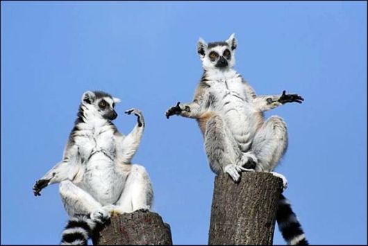 Cute Animals Snaps of The Day