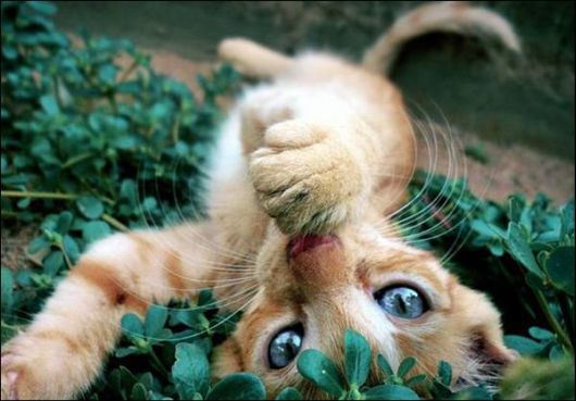 Cute Animals Snaps of The Day