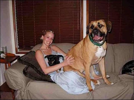 Good Pictures Of Dog Lovers