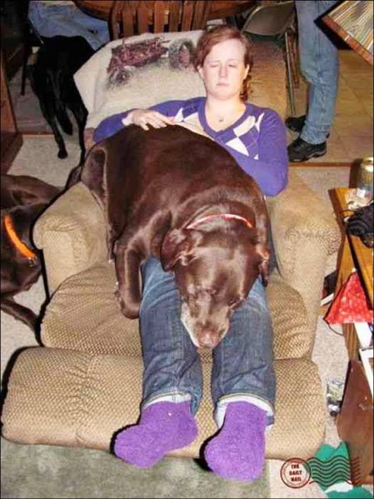 Good Pictures Of Dog Lovers