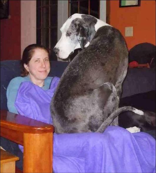 Good Pictures Of Dog Lovers