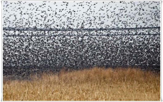 Flock of Starlings Dancing in the Sky