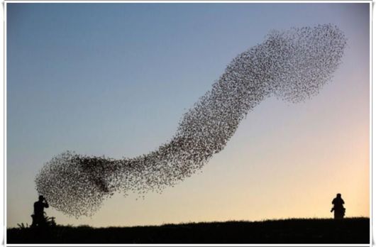 Flock of Starlings Dancing in the Sky