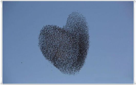 Flock of Starlings Dancing in the Sky