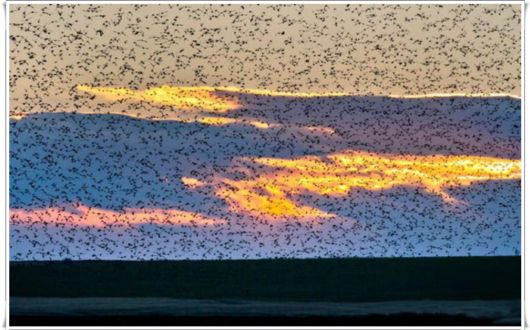 Flock of Starlings Dancing in the Sky