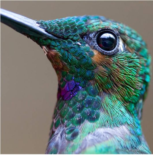 Amazing And Surreal Photos Of Animals In The Wild