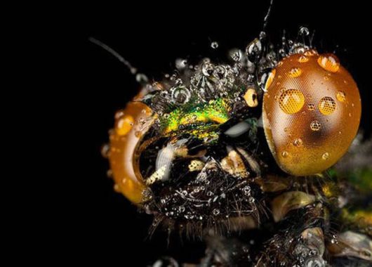 Amazing And Surreal Photos Of Animals In The Wild