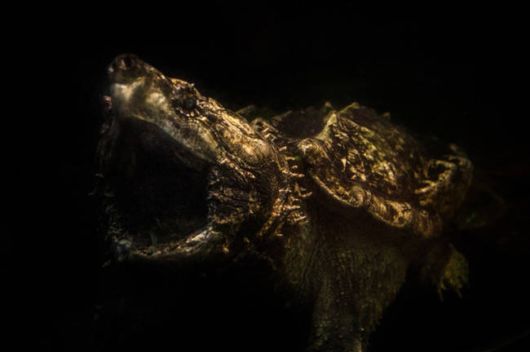 Amazing And Surreal Photos Of Animals In The Wild